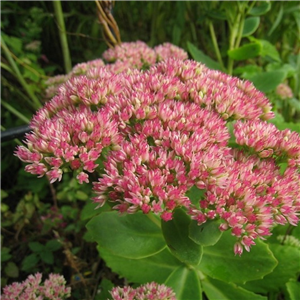 Sedum Spectabile 'Indian Chief'